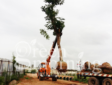 Tree Translocation, Transplantation, Relocation