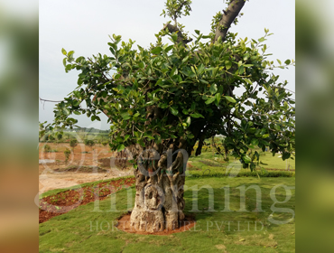 Tree Translocation, Transplantation, Relocation