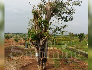 Tree Translocation, Transplantation, Relocation