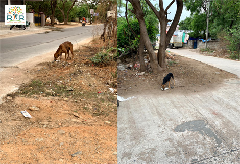 Feeding Stray and Abandoned Dogs - RAR Charitable Trust