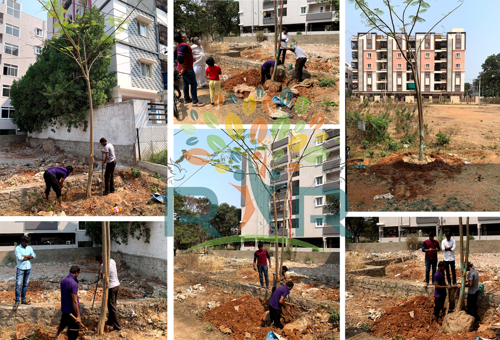 Tree Translocation / Relocation, Hyderabad - RAR Charitable Trust