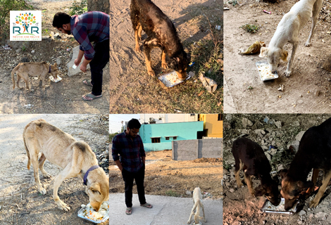 Feeding Stray and Abandoned Dogs - RAR Charitable Trust