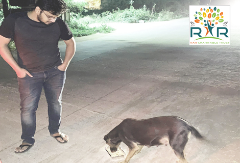 Feeding Stray and Abandoned Dogs - RAR Charitable Trust