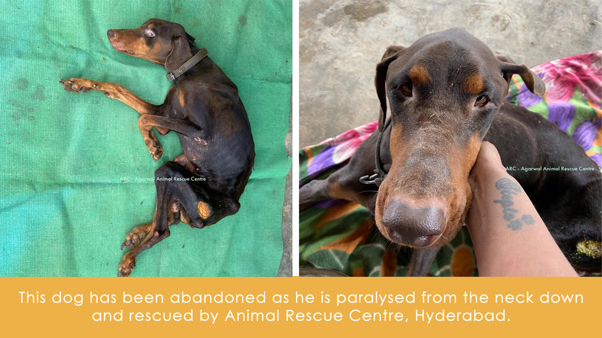 Donation For Dog's Treatment, Hyderabad - RAR Charitable Trust
