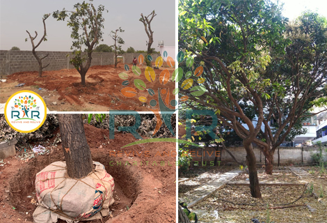Mangoes & Sapota Trees Relocation / Translocation, Hyderabad - RAR Charitable Trust