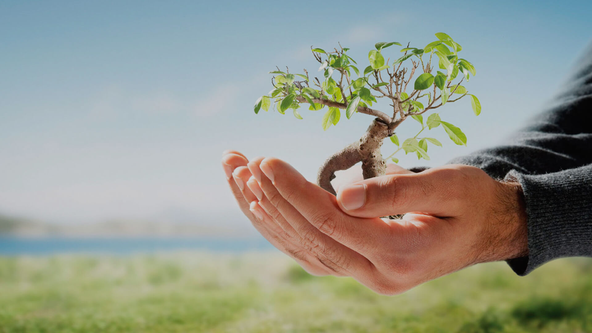 TREE Transplantation Relocation Translocation - RAR Charitable Trust