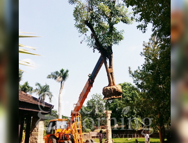 Tree Translocation, Transplantation, Relocation